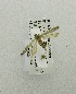  ( - USNM ENT 00719640)  @12 [ ] Unspecified (default): All Rights Reserved  Unspecified Unspecified