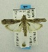  (Ceutholopha isidis - USNM ENT 00719725)  @13 [ ] Unspecified (default): All Rights Reserved  Unspecified Unspecified