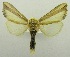  (Antheua ornata - USNM ENT 00719777)  @13 [ ] Unspecified (default): All Rights Reserved  Unspecified Unspecified