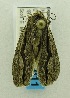  ( - USNM ENT 00719875)  @12 [ ] Unspecified (default): All Rights Reserved  Unspecified Unspecified