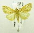  (Pioneabathra olesialis - USNM ENT 00719974)  @14 [ ] Unspecified (default): All Rights Reserved  Unspecified Unspecified