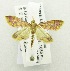  ( - USNM ENT 00719995)  @12 [ ] Unspecified (default): All Rights Reserved  Unspecified Unspecified