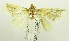  (Lipararchis sp. ABY5845 - USNM ENT 00721082)  @12 [ ] Unspecified (default): All Rights Reserved  Unspecified Unspecified
