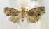  ( - USNM ENT 00721935)  @12 [ ] Unspecified (default): All Rights Reserved  Unspecified Unspecified