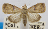  (Gyrtothripa parvipusilla - USNM ENT 00732408a)  @11 [ ] Unspecified (default): All Rights Reserved  Unspecified Unspecified