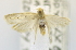  (Scythropiodes sp. ACM2399 - USNM ENT 00733991)  @11 [ ] Unspecified (default): All Rights Reserved  Unspecified Unspecified