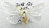  (Leucoma sp. ACM4173 - USNM ENT 00736345)  @13 [ ] Unspecified (default): All Rights Reserved  Unspecified Unspecified