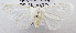  (Leucoma sp. ACM4174 - USNM ENT 00736381)  @13 [ ] Unspecified (default): All Rights Reserved  Unspecified Unspecified