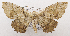  (Hyposidra sp. ACL2461 - USNM ENT 00792961)  @14 [ ] Unspecified (default): All Rights Reserved  Unspecified Unspecified