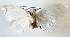  (LymantriinaeGEN sp. ACM4197 - USNM ENT 00795147)  @12 [ ] Unspecified (default): All Rights Reserved  Unspecified Unspecified