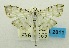  (Pycnarmon sp. ABZ0583 - USNM ENT 00798076)  @13 [ ] Unspecified (default): All Rights Reserved  Unspecified Unspecified