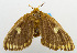  (Nygmia panselena - USNM ENT 00800808)  @12 [ ] Unspecified (default): All Rights Reserved  Unspecified Unspecified