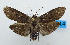  (Cryptophasa sp - USNM ENT 00800815)  @14 [ ] Unspecified (default): All Rights Reserved  Unspecified Unspecified