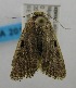  (Athetis melanosema - USNM ENT 00808186)  @13 [ ] Unspecified (default): All Rights Reserved  Unspecified Unspecified