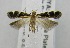  (Dichomeris lamprostoma - USNM ENT 00808208)  @14 [ ] Unspecified (default): All Rights Reserved  Unspecified Unspecified