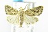  ( - USNM ENT 00808508)  @13 [ ] Unspecified (default): All Rights Reserved  Unspecified Unspecified