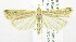  (Crambus fulvitinctellus - USNM ENT 00808514)  @13 [ ] Unspecified (default): All Rights Reserved  Unspecified Unspecified