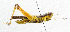  ( - USNM ENT 00933560)  @11 [ ] Unspecified (default): All Rights Reserved  Unspecified Unspecified