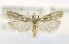  (Cryptoblabes gnidiella - USNM ENT 00980089)  @13 [ ] Unspecified (default): All Rights Reserved  Unspecified Unspecified