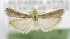  (Ancylosis niveicostella - USNM ENT 00980100)  @12 [ ] Unspecified (default): All Rights Reserved  Unspecified Unspecified