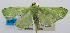  (Parotis prasinophila - USNM ENT 00980349)  @13 [ ] Unspecified (default): All Rights Reserved  Unspecified Unspecified