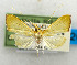  (Lirabotys liralis - USNM ENT 00980849)  @11 [ ] Unspecified (default): All Rights Reserved  Unspecified Unspecified