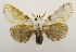  (Calliteara diplozona - USNM ENT 00980893)  @14 [ ] Unspecified (default): All Rights Reserved  Unspecified Unspecified