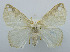  (Arctornis obtusa - USNM ENT 00980895)  @14 [ ] Unspecified (default): All Rights Reserved  Unspecified Unspecified