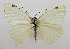  (Belenois aldabrensis - USNM ENT 00980917)  @11 [ ] Unspecified (default): All Rights Reserved  Unspecified Unspecified