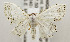  (Scopula AH31GhCa - USNM ENT 00980969)  @14 [ ] Unspecified (default): All Rights Reserved  Unspecified Unspecified