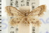  (Sterrha - USNM ENT 00192557)  @14 [ ] CreativeCommons - Attribution (2008) Unspecified Centre for Biodiversity Genomics