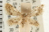  (Sterrha - USNM ENT 00192563)  @14 [ ] CreativeCommons - Attribution (2008) Unspecified Centre for Biodiversity Genomics