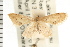  ( - USNM ENT 00193674)  @11 [ ] CreativeCommons - Attribution (2008) Unspecified Centre for Biodiversity Genomics