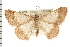 ( - USNM ENT 00678392)  @14 [ ] CreativeCommons - Attribution (2008) Unspecified Centre for Biodiversity Genomics