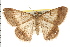  ( - USNM ENT 00678398)  @14 [ ] CreativeCommons - Attribution (2008) Unspecified Centre for Biodiversity Genomics