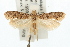  ( - USNM ENT 00192436)  @15 [ ] CreativeCommons - Attribution (2009) Unspecified Centre for Biodiversity Genomics