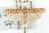  ( - USNM ENT 00193849)  @15 [ ] CreativeCommons - Attribution (2009) Unspecified Centre for Biodiversity Genomics