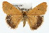  (Bracharoa - USNM ENT 00676105)  @15 [ ] CreativeCommons - Attribution (2009) Unspecified Centre for Biodiversity Genomics