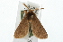  ( - USNM ENT 00676136)  @13 [ ] CreativeCommons - Attribution (2009) Unspecified Centre for Biodiversity Genomics