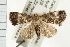  ( - USNM ENT 00193566)  @14 [ ] CreativeCommons - Attribution (2009) Unspecified Centre for Biodiversity Genomics