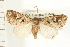  ( - USNM ENT 00678809)  @14 [ ] CreativeCommons - Attribution (2009) Unspecified Centre for Biodiversity Genomics