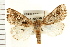  ( - USNM ENT 00678819)  @14 [ ] CreativeCommons - Attribution (2009) Unspecified Centre for Biodiversity Genomics