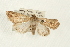  ( - USNM ENT 00678873)  @13 [ ] CreativeCommons - Attribution (2009) Unspecified Centre for Biodiversity Genomics