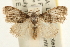  ( - USNM ENT 00193163)  @13 [ ] CreativeCommons - Attribution (2010) Unspecified Centre for Biodiversity Genomics
