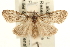  ( - USNM ENT 00194205)  @14 [ ] CreativeCommons - Attribution (2010) Unspecified Centre for Biodiversity Genomics
