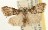  ( - USNM ENT 00194834)  @13 [ ] CreativeCommons - Attribution (2010) Unspecified Centre for Biodiversity Genomics