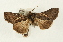  ( - USNM ENT 00678901)  @13 [ ] CreativeCommons - Attribution (2009) Unspecified Centre for Biodiversity Genomics