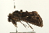  ( - USNM ENT 00678911)  @13 [ ] CreativeCommons - Attribution (2009) Unspecified Centre for Biodiversity Genomics