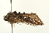  ( - USNM ENT 00678910)  @13 [ ] CreativeCommons - Attribution (2009) Unspecified Centre for Biodiversity Genomics