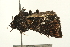  ( - USNM ENT 00678912)  @13 [ ] CreativeCommons - Attribution (2009) Unspecified Centre for Biodiversity Genomics
